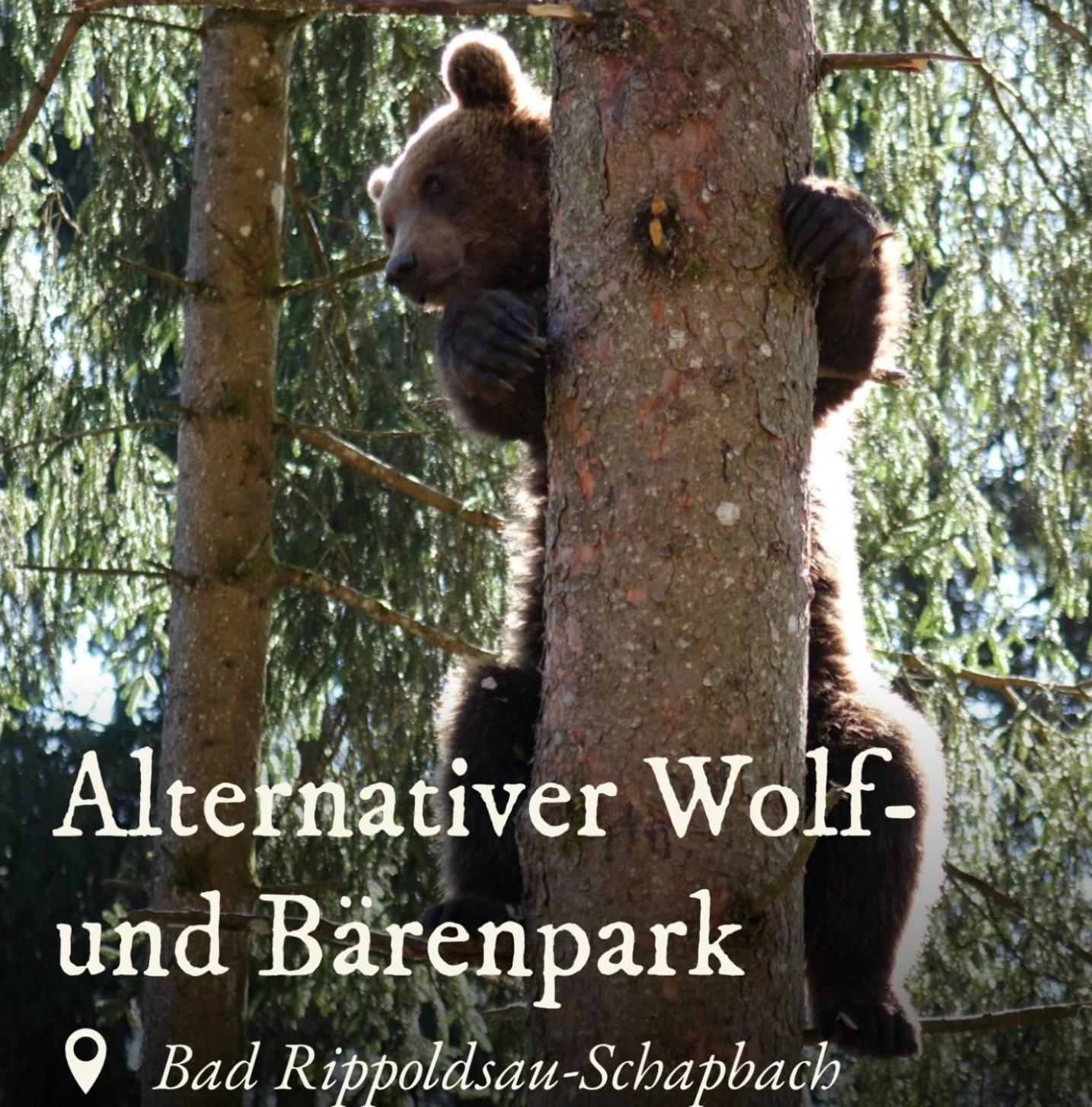 Schwarzwald Tannenzaepfle Apartment *